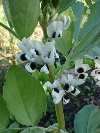 Billede af blomst